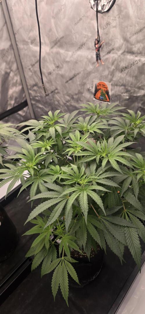 Dead By Dawn Genetics. Week 7