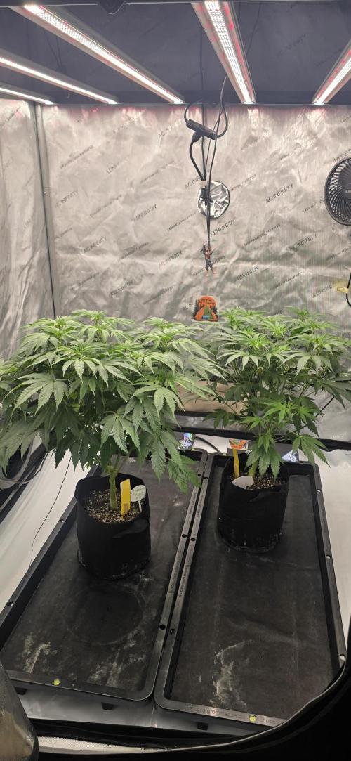 Dead By Dawn Genetics. Week 7