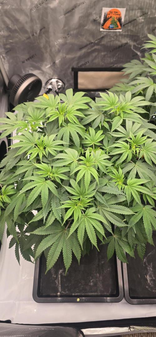 Dead By Dawn Genetics. Week 7