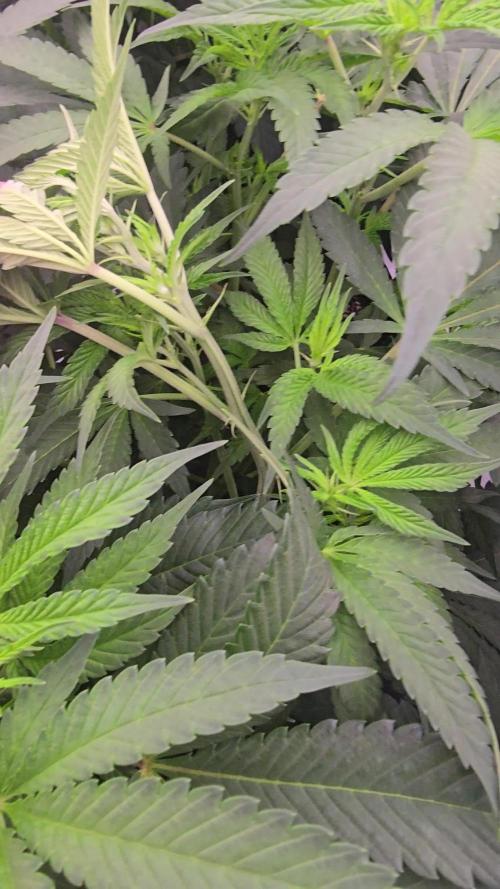 Dead By Dawn Genetics