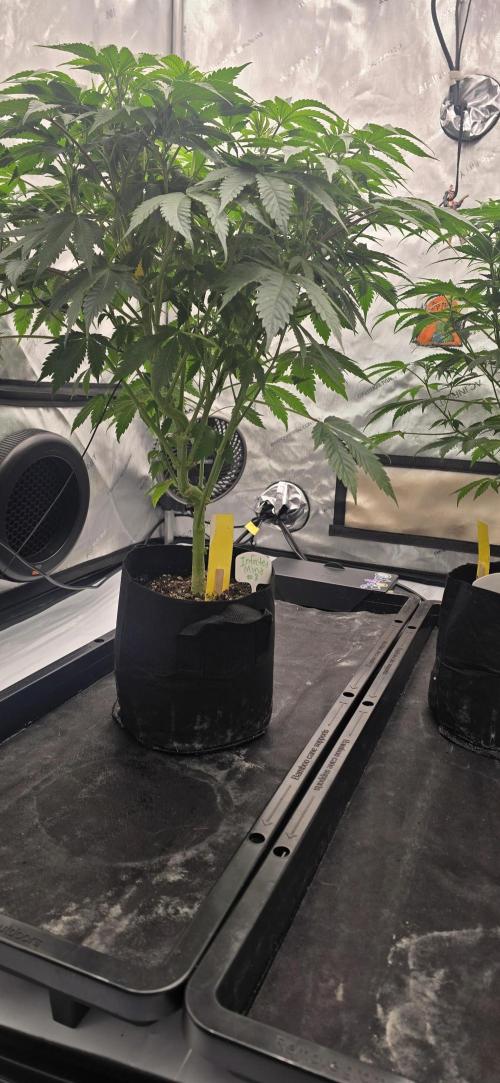 Dead By Dawn Genetics. Week 7