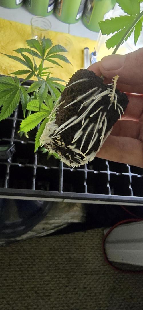 Dead By Dawn Genetics. Week 7