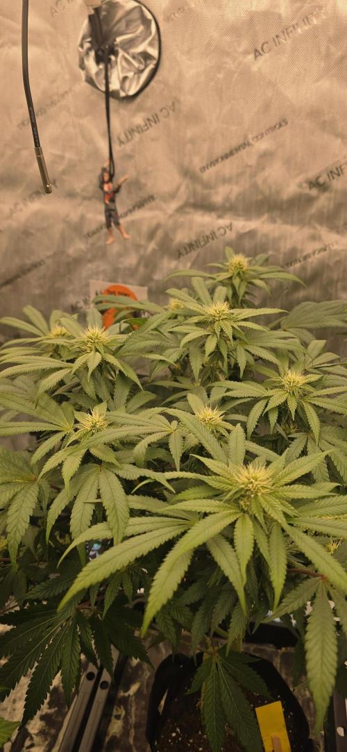 Dead By Dawn Genetics. Week 9