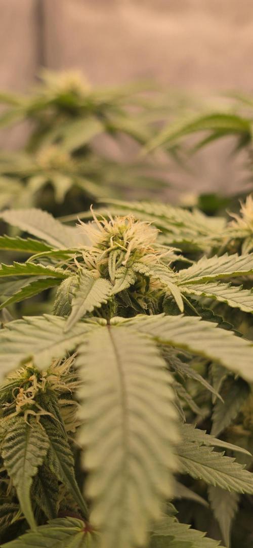 Dead By Dawn Genetics. Week 9