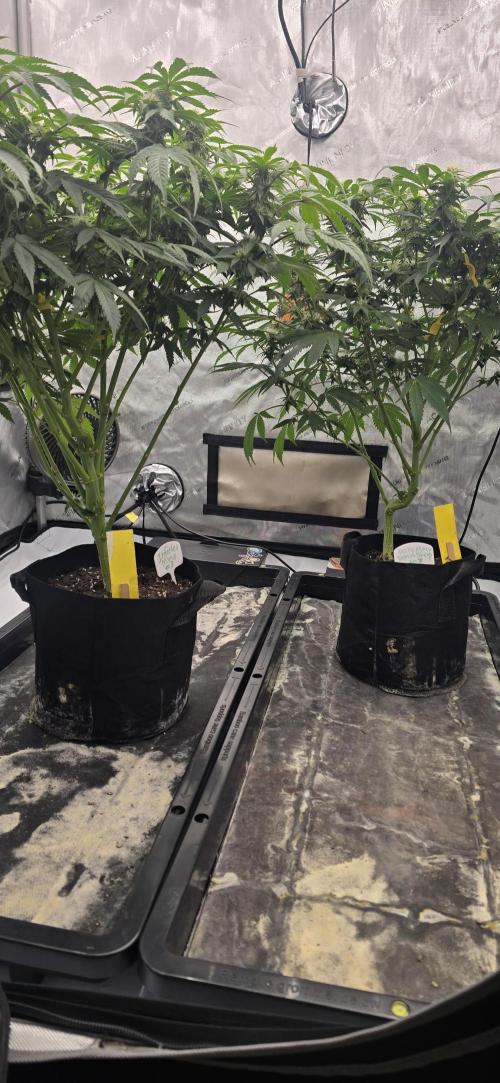 Dead By Dawn Genetics. Week 9