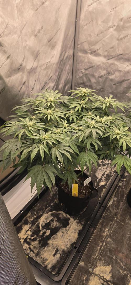 Dead By Dawn Genetics. Week 9