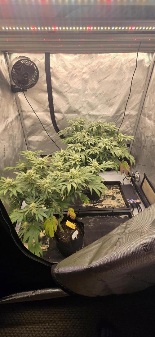 Dead By Dawn Genetics. Week 10