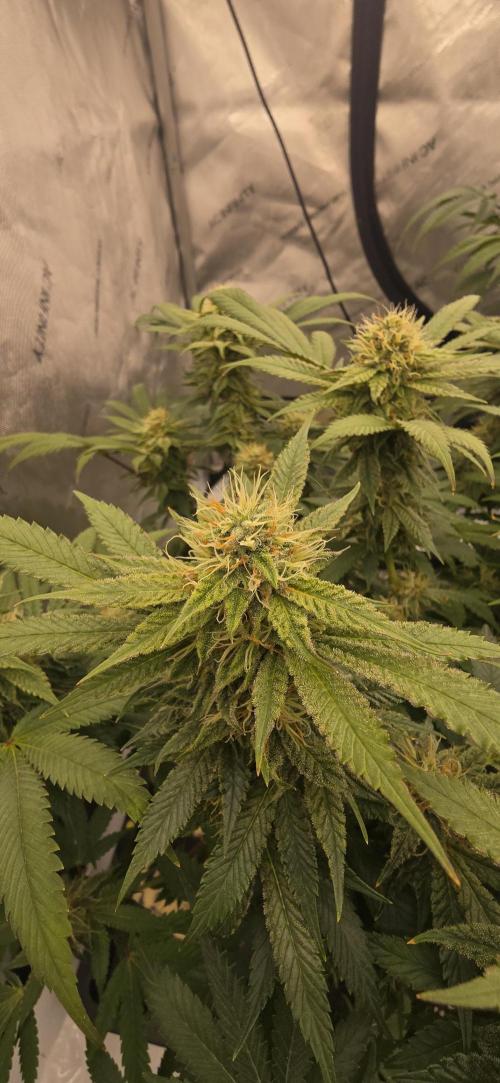 Dead By Dawn Genetics. Week 10