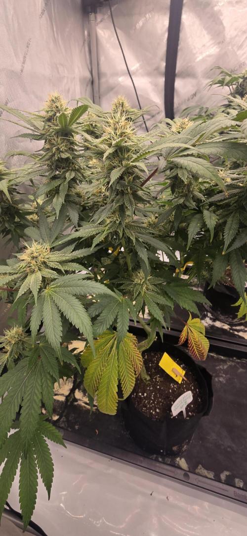 Dead By Dawn Genetics. Week 10