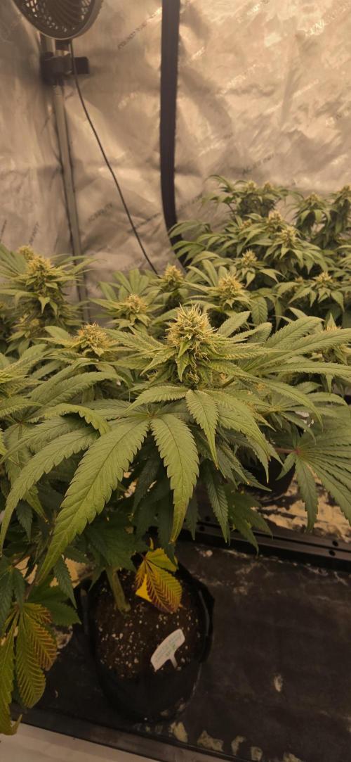 Dead By Dawn Genetics. Week 10