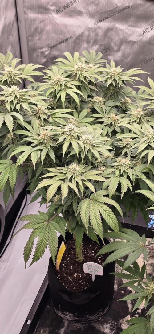 Dead By Dawn Genetics. Week 10