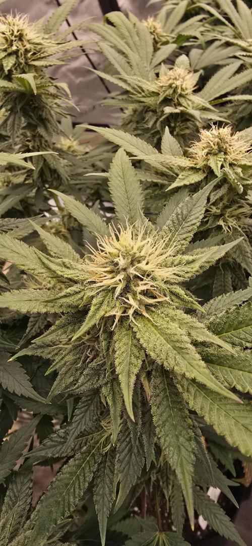 Dead By Dawn Genetics. Week 10