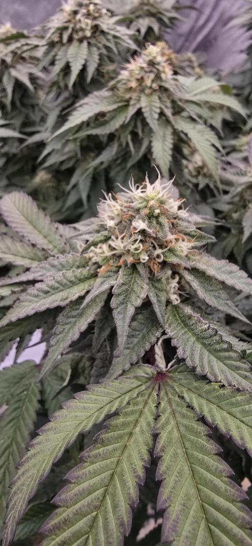 Dead By Dawn Genetics. Week 11