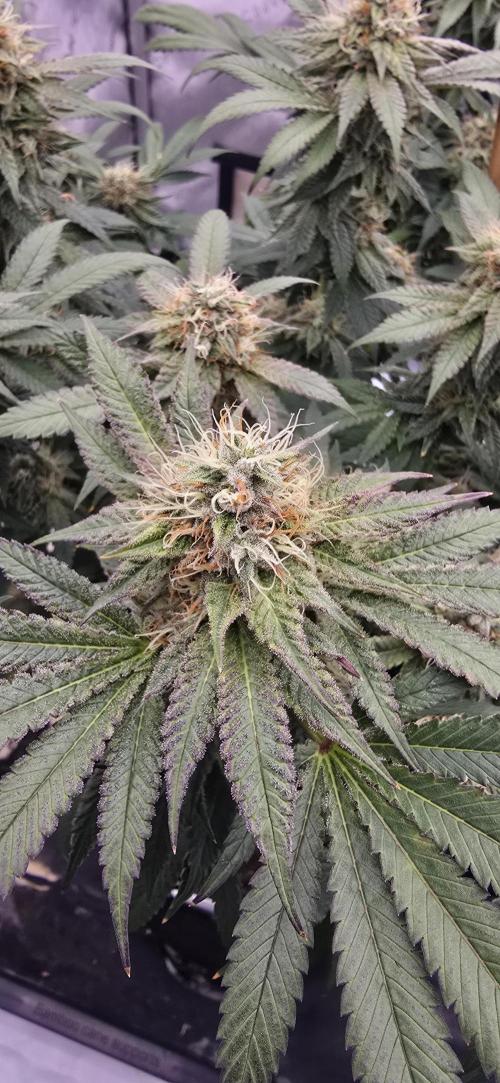 Dead By Dawn Genetics. Week 11