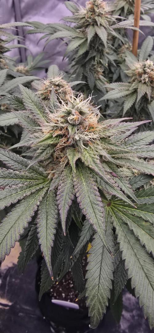 Dead By Dawn Genetics. Week 11