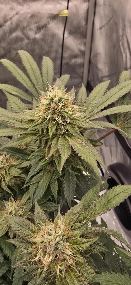 Dead By Dawn Genetics. Week 11