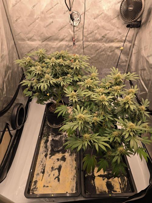 Dead By Dawn Genetics. Week 11