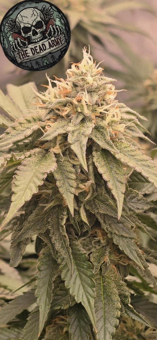 Dead By Dawn Genetics. Week 11