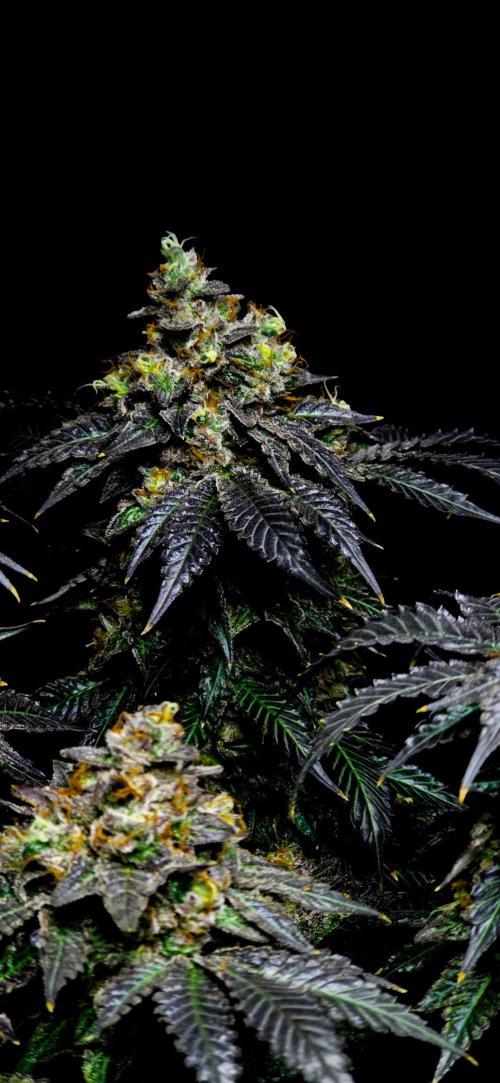 Dead By Dawn Genetics. Week 12