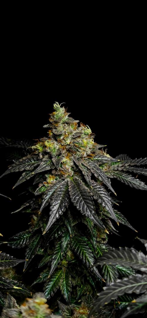 Dead By Dawn Genetics. Week 12