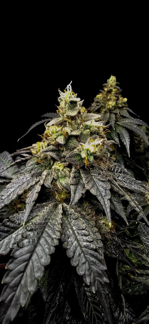 Dead By Dawn Genetics. Week 12