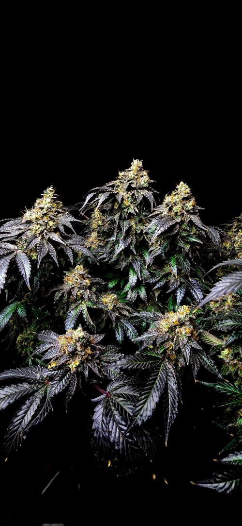 Dead By Dawn Genetics. Week 12