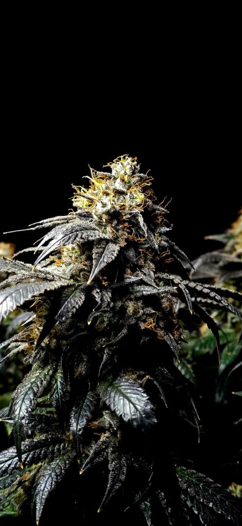 Dead By Dawn Genetics. Week 12