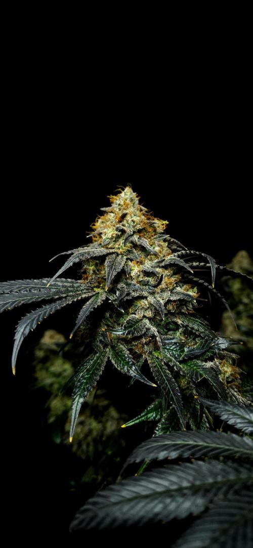 Dead By Dawn Genetics. Week 12