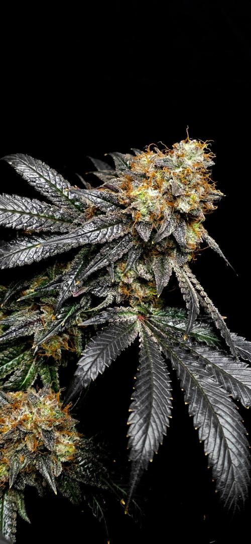 Dead By Dawn Genetics. Week 12