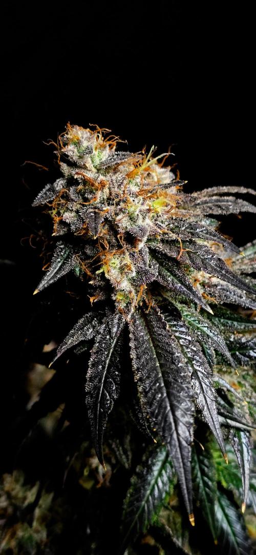 Dead By Dawn Genetics. Week 12