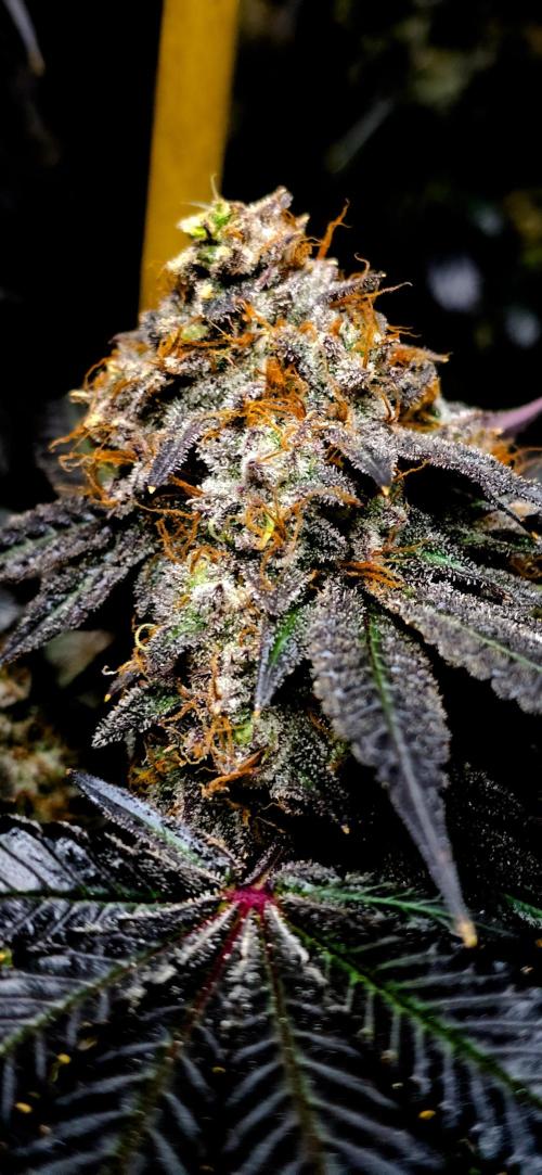 Dead By Dawn Genetics. Week 12