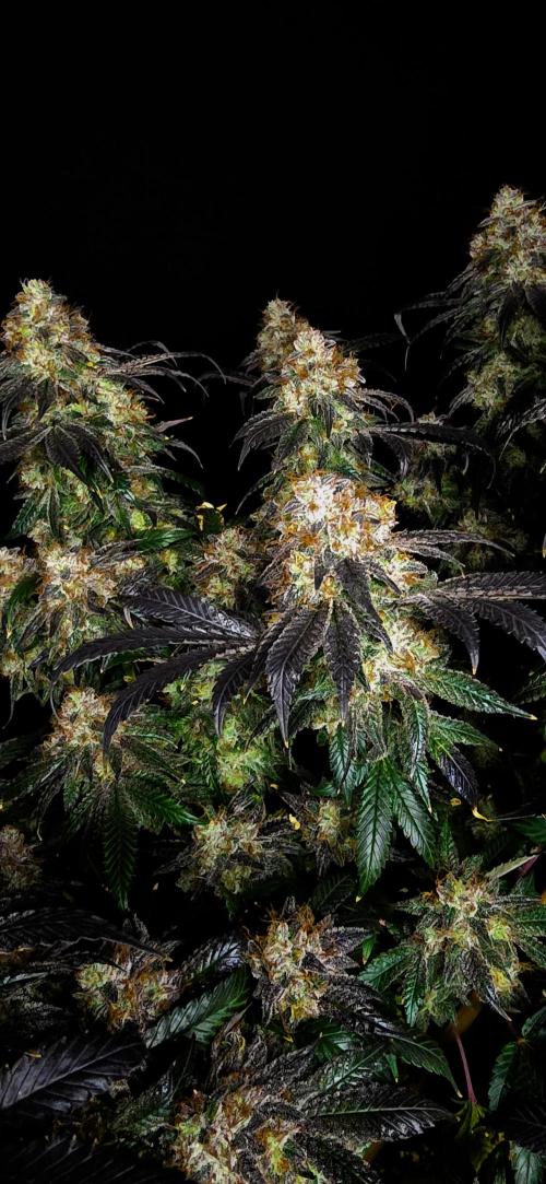 Dead By Dawn Genetics. Week 12