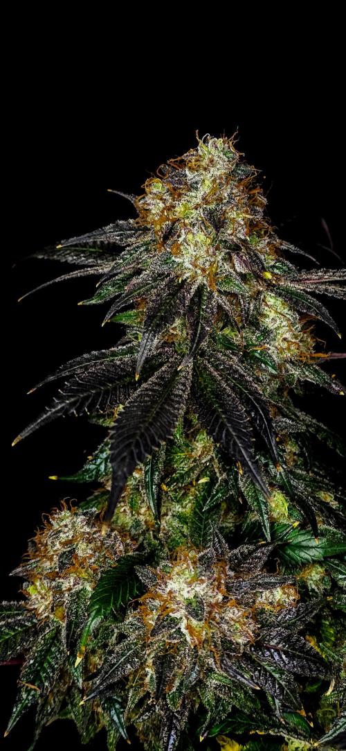 Dead By Dawn Genetics. Week 12