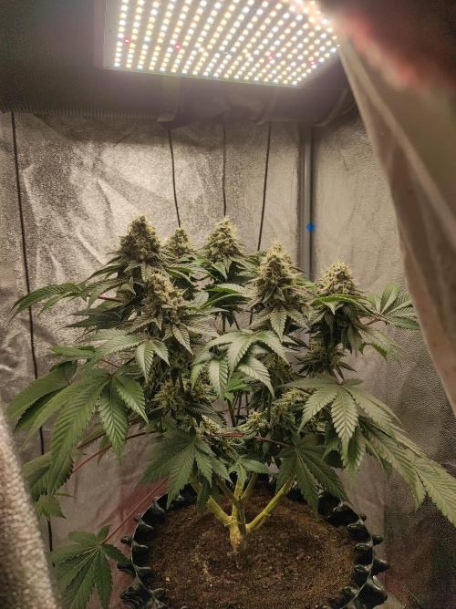 Mimosa x Orange Punch. Week 17