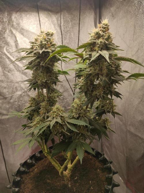 Mimosa x Orange Punch. Week 17