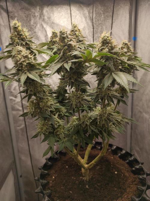 Mimosa x Orange Punch. Week 17