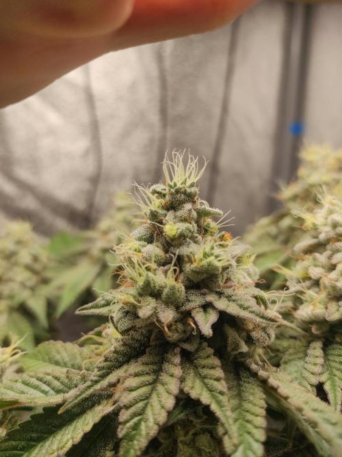 Mimosa x Orange Punch. Week 17