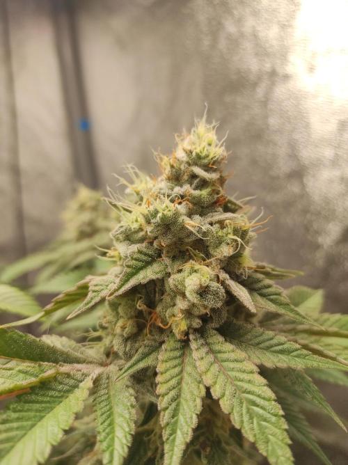 Mimosa x Orange Punch. Week 17