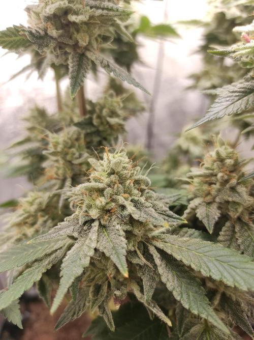 Mimosa x Orange Punch. Week 17