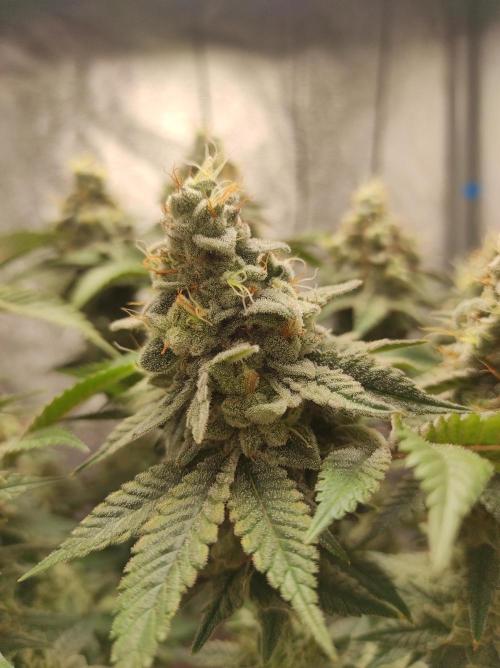 Mimosa x Orange Punch. Week 17