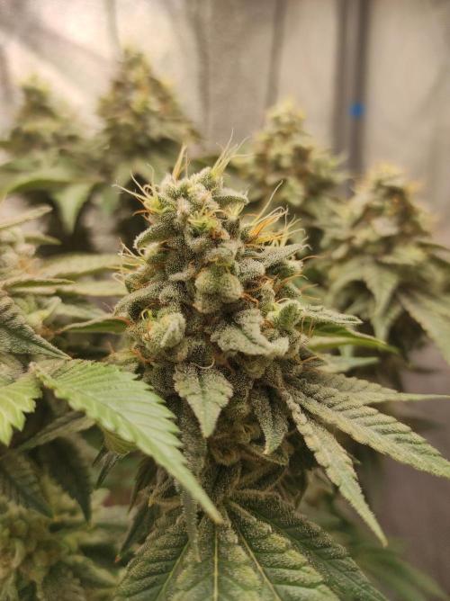 Mimosa x Orange Punch. Week 17