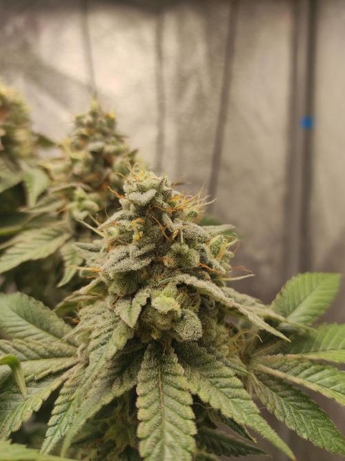 Mimosa x Orange Punch. Week 17