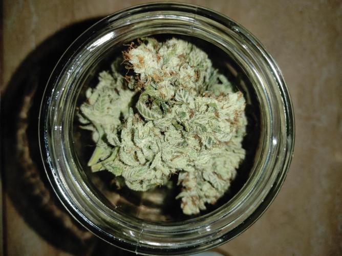 Mimosa x Orange Punch. Week 17