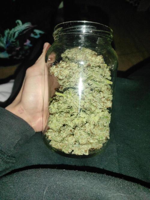 Mimosa x Orange Punch. Week 17