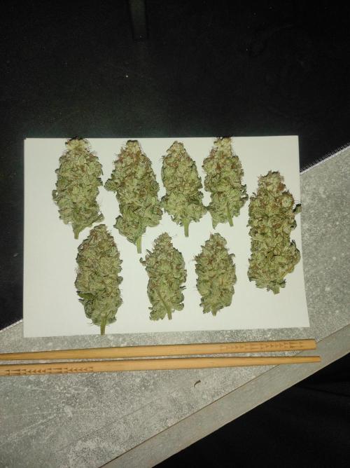 Mimosa x Orange Punch. Week 17