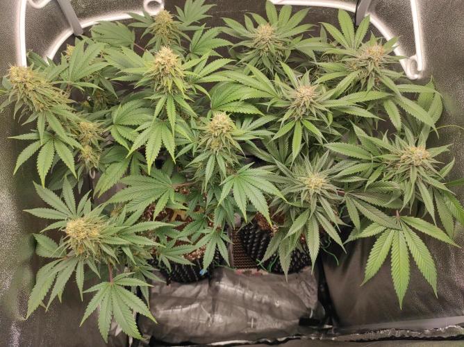 Sherbet Queen x Special Queen. Week 17