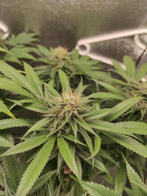 Sherbet Queen x Special Queen. Week 17