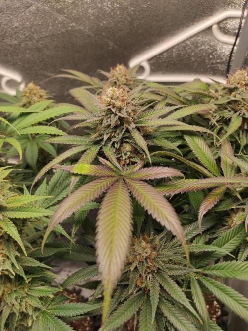 Sherbet Queen x Special Queen. Week 17