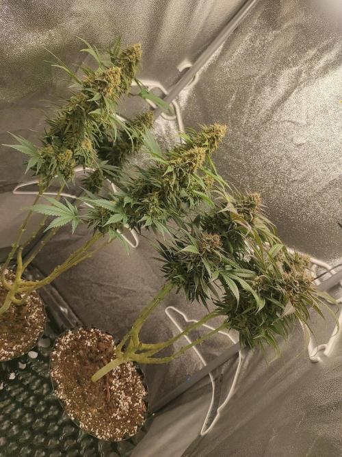 Sherbet Queen x Special Queen. Week 17