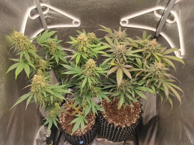 Sherbet Queen x Special Queen. Week 17